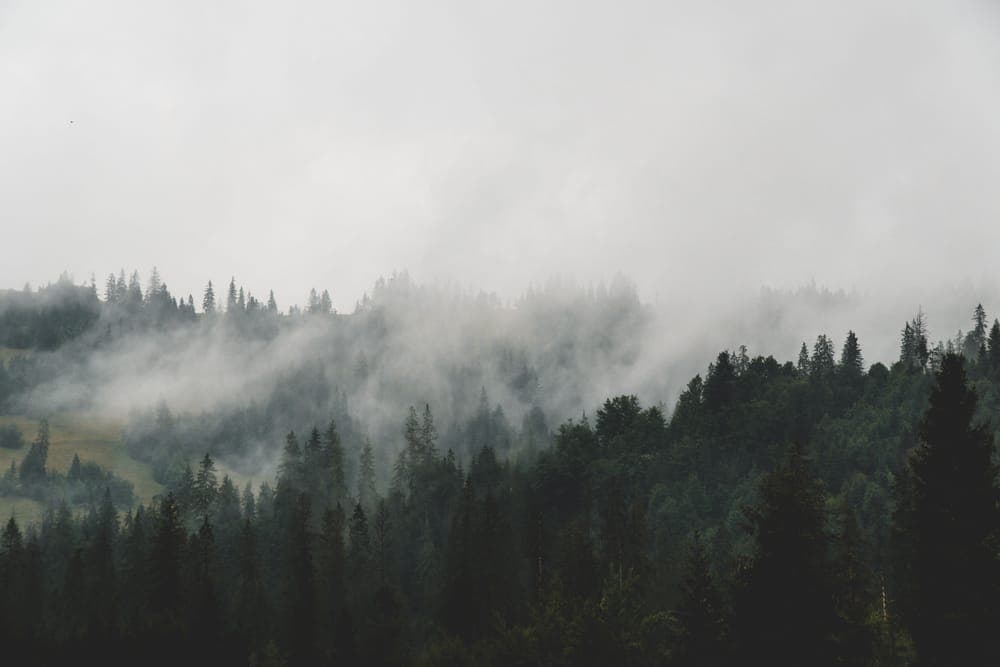 A foggy conifer forest
