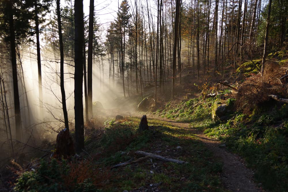 Sunlight streaming through mist onto a forest trail